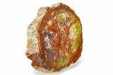 Rainbow Colored, Polished Petrified Wood End-Cut - Arizona #299232-2